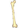 bones