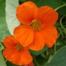 nasturtium
