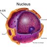 Cell Nucleus