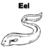 eel